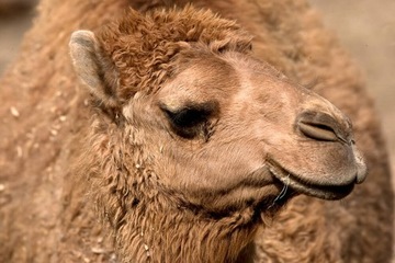 МАТРАСНАЯ ШЕРСТЬ CAMEL J МЕРИНОСОВАЯ ШЕРСТЬ 100