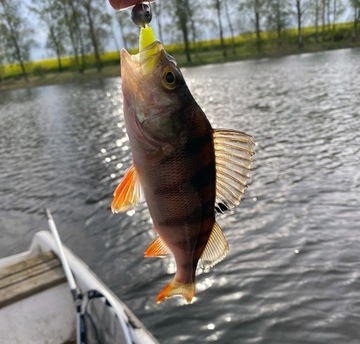 Копыта резиновые Savage Gear LB CANNIBAL 10см 9г окунёк 1шт