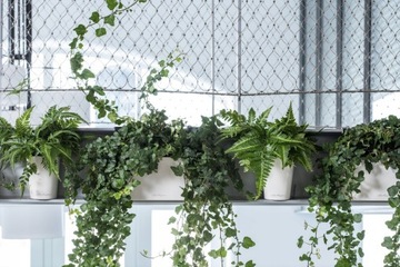 Самополивной вазон LECHUZA DELTINI WHITE GLOSS содержит Lechuza Mon