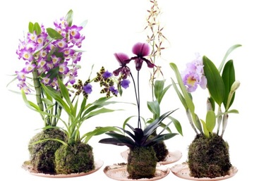 ZIEMIA DO STORCZYKÓW GOTOWE PODŁOŻE 5L SMART