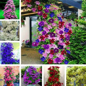 Clematis Climbing Vine Seeds Flower Plant Home Office Ornament Decoration