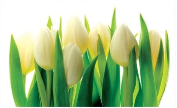 Fototapeta na ścianę białe tulipany 416 x 254