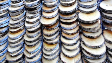 Деревянный кусочек pieńiek brzoza 15-18 см, 1