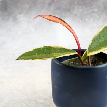 Бетонное покрытие Ø6см от польского завода, темно-синий лак