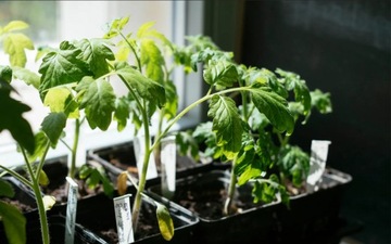 ПРОИЗВОДСТВЕННЫЕ ГОРШКИ Р7 ДЛЯ ПОСЕВА КУЛЬТУРНЫХ КУЛЬТУР И ПОСЕВА РАССАМЕНОВ 12ШТ/КОМПЛЕКТ