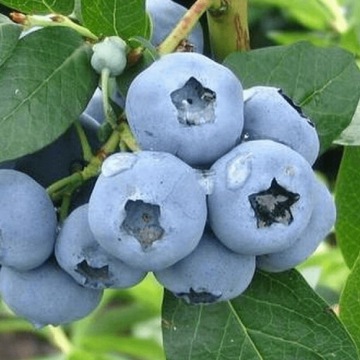 Borówka amerykańska LATE BLUE smaczne OWOCE do przymrozków krzew w doniczce