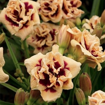 Kłącze Hemerocallis Liliowiec Roswitha 1szt