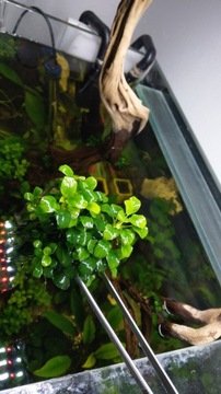 Duża kępa Anubias pette - rośliny akwariowe