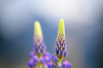 NIKON NIKKOR Z 70-200MM F/2.8 VR S