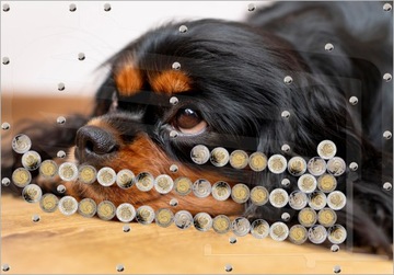 Невероятно крутая копилка монет с автовыплатой. Фотографии изображений животных.