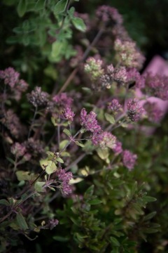 100% мультитравяной гидролат от польского ликеро-водочного завода DZIKIE DOBRO.