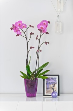 Strep Laint для Storczy