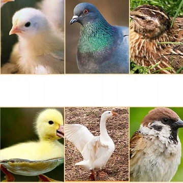 10 автоматических поилок для кур