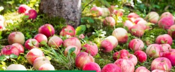 РОЗАГУМУС 1кг органическое удобрение гуминовые кислоты КАЛИЙ УЛУЧШАЕТ КАЧЕСТВО ПОЧВЫ