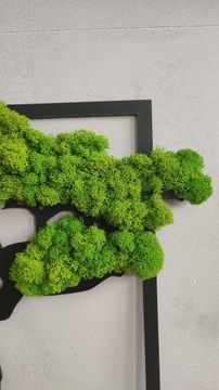 Дерево бонсай с мхом квадратной формы