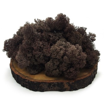 Mech Chrobotek Brązowy 500g