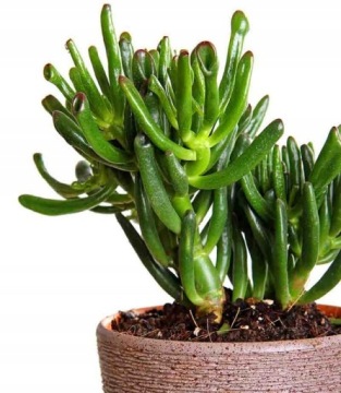 Крассула Овата Голлум Лес в банке Уши Шрека