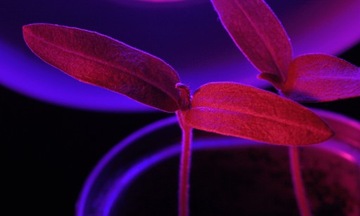Светодиодная лампа для выращивания растений, нить накаливания Е27 8Вт, ФИТОЛАМПЫ, стимуляция роста