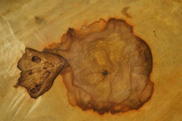 Большой выбор ломтиков каштана с капом 43х33гр4см