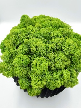 Вазон с мхом хроботек, 21 см, мох хроботек в черном горшке, 3D печать