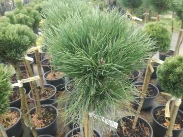 Sosna PA' Pinus nigra Cebenesis