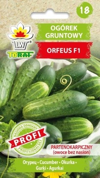OGÓREK GRUNTOWY ORFEUS F1 NASIONA PROFESJONALNE WCZESNY OWOCE BEZ NASION 2G