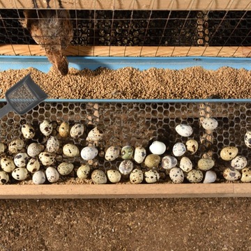 2 шт. лопаты для песка для рептилий, металлическая лопатка