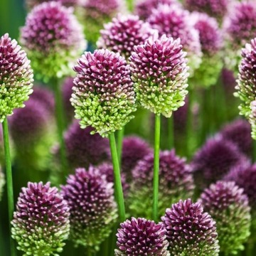 Allium sphaerocephalon Чеснок 10 шт.