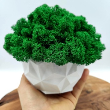 Вазон с мхом хроботек CHROBOTEK MOSS в белом горшке, 3D принт №2