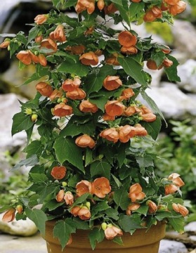 Комнатный клоник, Abutilon hybridum
