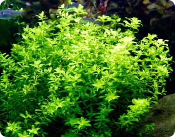 НАБОР ЛЕГКО ВЫРАЩИВАЕМЫХ РАСТЕНИЙ НА ТРИ ПЛАНА ДЛЯ АКВАРИУМА + БЕСПЛАТНЫЕ ДВАЖДЫ