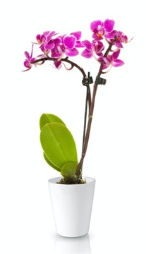 КЕРАМИЧЕСКАЯ КРЫШКА ДЛЯ ЦВЕТОЧНОГО ВАЗОНА ОРХИДЕЯ 13см, БЕЛАЯ