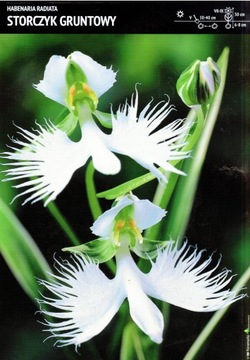 Storczyk gruntowy – 1 szt. – 'Habenaria Radiata'