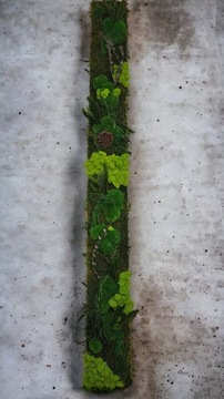 Панно из живого мха, экзотический зеленый, стена из мха 130 х 20 см, размер 3D