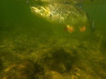 FlashJ Shad 10,2 см Fish Arrow Судак Щука