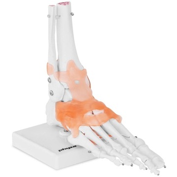STAW SKOKOWY WIĘZADŁA MODEL ANATOMICZNY DO NAUKI