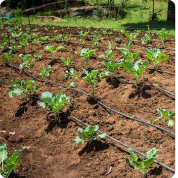 LINIA KROPLUJĄCA WĄŻ KROPLUJĄCY 16 33 100m BRADAS