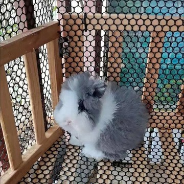 Siatka rabatowa 1,0x10 m czarna