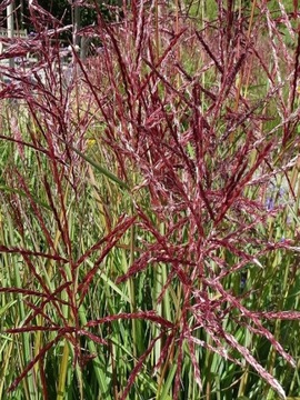Miscanthus Miskant chiński Sinensis FERNER OSTEN