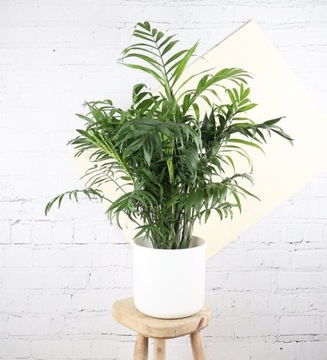 CHAMEDORA Elegans Coral PALM для ЛЕСА В БАНКЕ