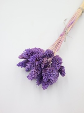 Naturalny suszony kanar FIOLETOWY, phalaris , suszone kwiaty, 20-25 sztuk