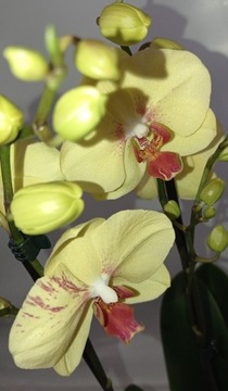 ФАЛЕНОПСИС орхидея 10