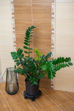 ПЛАТФОРМА ДЕРЕВЯННАЯ ПОДСТАВКА ДЛЯ ЦВЕТКА, ЦВЕТОЧНЫЙ ГОРШОК НА КОЛЕСАХ, СЪЕМНАЯ