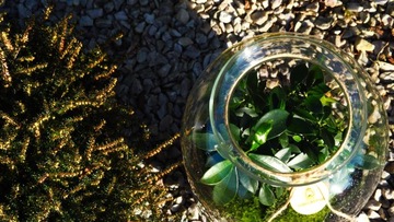 МикроКлимат Форест в банке высотой 42 Бонсай ДОСТАВКА