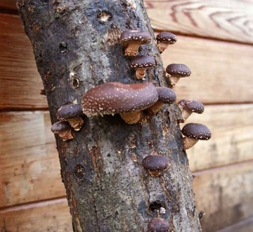 Grzybnia SHIITAKE uprawa w ogrodzie SHII-TAKE