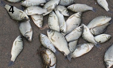 FL Рыболовная подсак Складная сетка для рыбы Живец 90 x 90 см