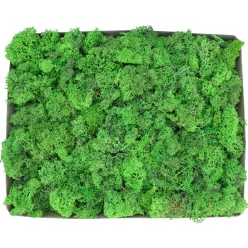 Отходы от Moss Moss Moss Light Green Cardboard 1 кг картон