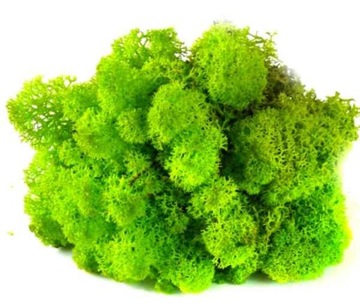 Mech Chrobotek Do Stroików Naturalny Trawiasty spring
