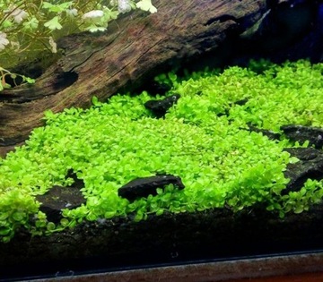 Aquaart Micranthemum Plant Sp.