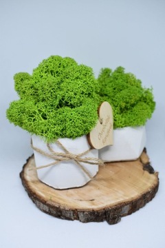 Подарочный набор «Рубильный лес»